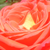 Oranžna - Vrtnica čajevka - Queen of Roses®